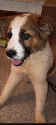Found/Stray Male Dog last seen Kirby Ave Colerain/ North side area, Cincinnati, OH 45223