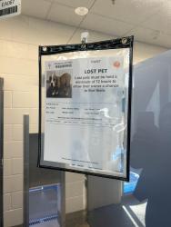 Found/Stray Female Dog last seen Near s Lewis mesa az, Mesa, AZ 85210