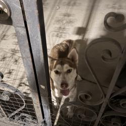 Found/Stray Male Dog last seen Between Ralston & Bradley, Los Angeles, CA 91342