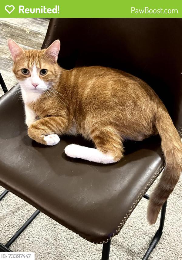 Reunited Male Cat last seen Windward Village - near hse 197 and 198, Long Beach, CA 90810