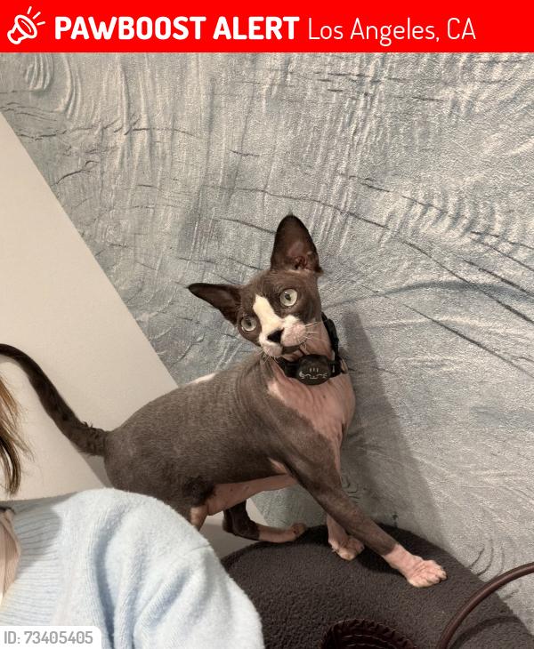 Lost Male Cat last seen Wellington road, Los Angeles, CA 90019