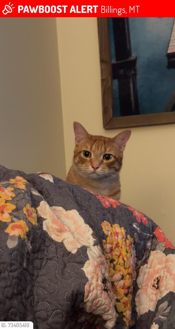 Lost Male Cat last seen 23rdSt, Billings, MT 59101