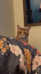 Lost Male Cat last seen 23rdSt, Billings, MT 59101