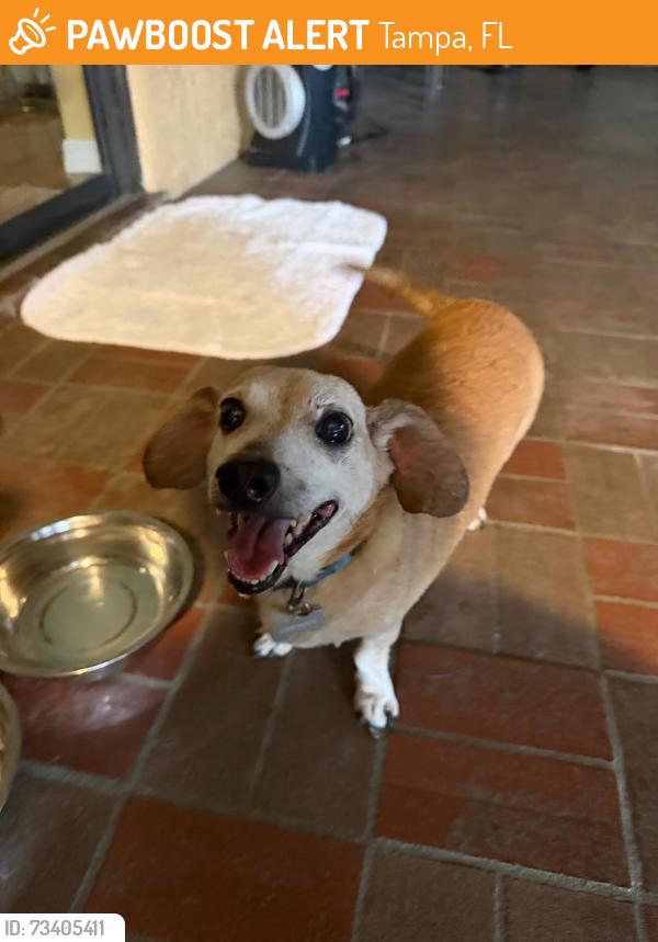 Found/Stray Male Dog last seen West tampa, Tampa, FL 33607