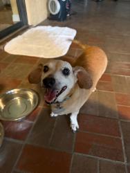 Found/Stray Male Dog last seen West tampa, Tampa, FL 33607