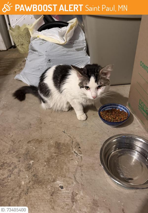 Found/Stray Male Cat last seen Pennock and Howell, Saint Paul, MN 55104