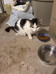 Found/Stray Male Cat last seen Pennock and Howell, Saint Paul, MN 55104