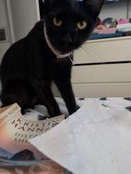Reunited Female Cat last seen Big Dalton Avene between Main and merced, near channing, Baldwin Park, CA 91706
