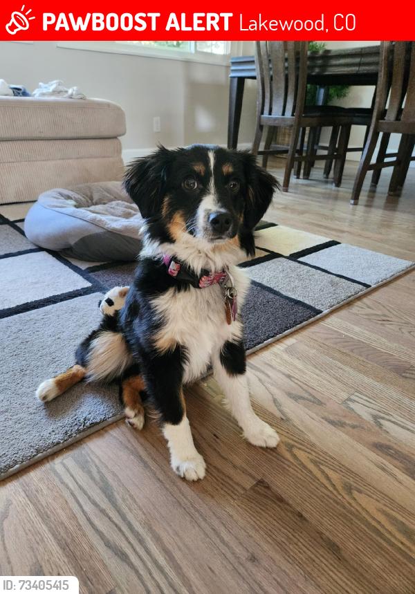 Lost Female Dog last seen Open Space behind 12811 W Jewel Circle, Lakewood Co, Lakewood, CO 80228