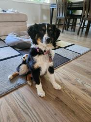 Lost Female Dog last seen Open Space behind 12811 W Jewel Circle, Lakewood Co, Lakewood, CO 80228