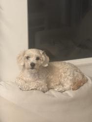 Reunited Female Dog last seen Iron Horse Regional Trail, Walnut Creek, CA, USA, Walnut Creek, CA 94597