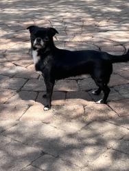 Reunited Male Dog last seen Near peak view rd, cave creek AZ, Scottsdale, AZ 85266