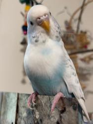 Lost Female Bird last seen Hunter Island Woody Trails/Fishing Area, The Bronx, NY 10464
