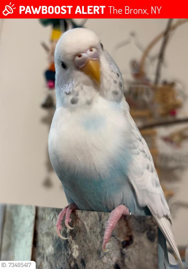 Lost Female Bird last seen Hunter Island Woody Trails/Fishing Area, The Bronx, NY 10464