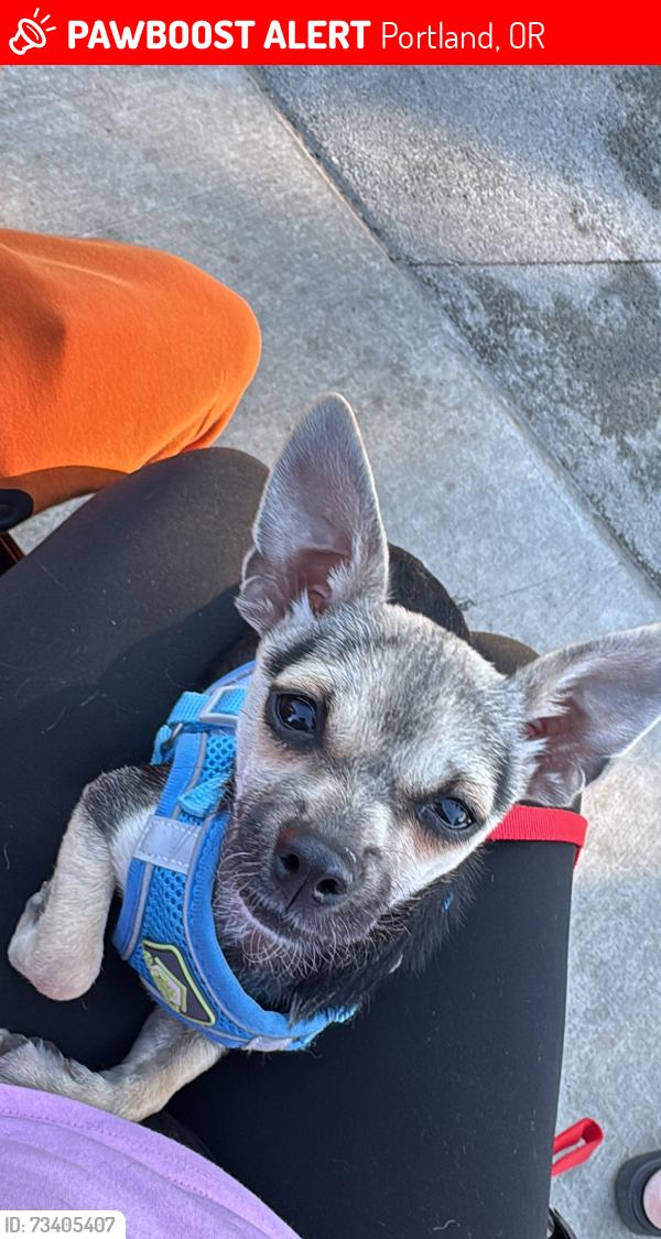Lost Male Dog last seen Near N Kerby Ave Portland, OR 97217 United States, Portland, OR 97217