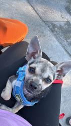 Lost Male Dog last seen Near N Kerby Ave Portland, OR 97217 United States, Portland, OR 97217