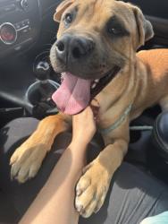 Found/Stray Male Dog last seen Stonehenge, Athens, GA 30622