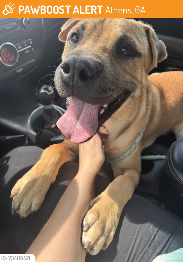 Found/Stray Male Dog last seen Stonehenge, Athens, GA 30622