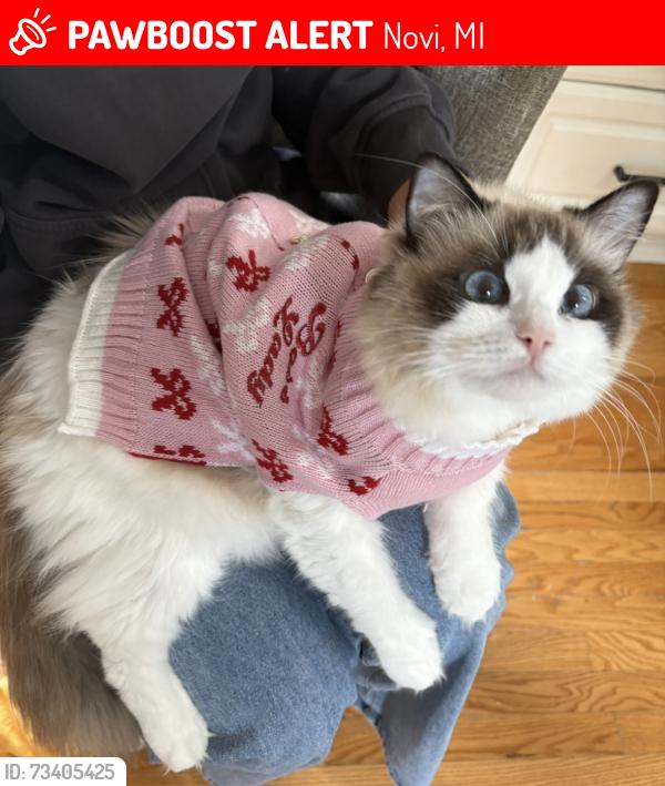 Lost Female Cat last seen 11 mile and Taft road in Novi, Novi, MI 48374