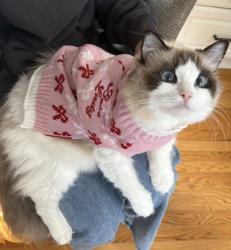 Lost Female Cat last seen 11 mile and Taft road in Novi, Novi, MI 48374
