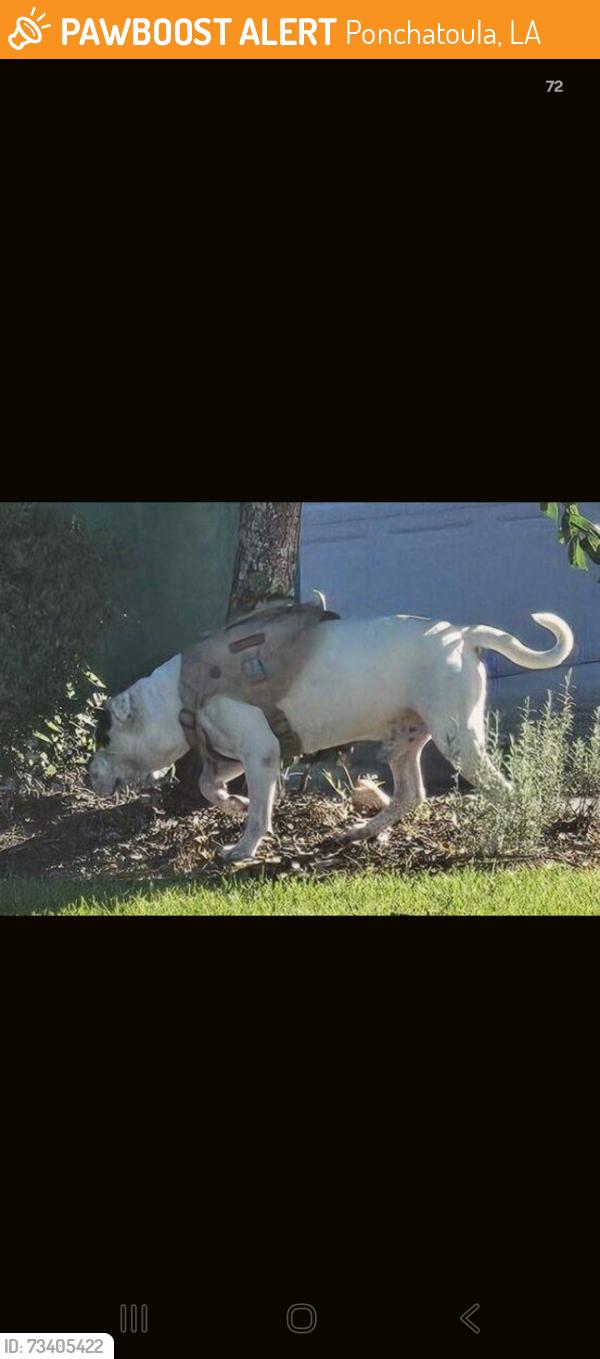 Found/Stray Male Dog last seen The Landings, Ponchatoula, LA 70403