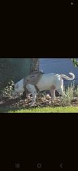 Found/Stray Male Dog last seen The Landings, Ponchatoula, LA 70403