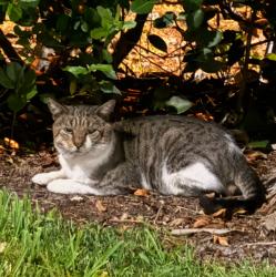 Found/Stray Unknown Cat last seen dania beach blvd right across the casion in the publix plaza, Dania Beach, FL 33004