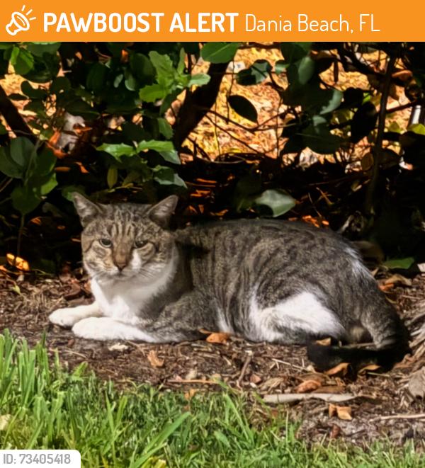 Found/Stray Unknown Cat last seen dania beach blvd right across the casion in the publix plaza, Dania Beach, FL 33004