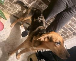 Found/Stray Female Dog last seen East Milton, Shangri La West Rd, Santa Rosa County, FL 32583