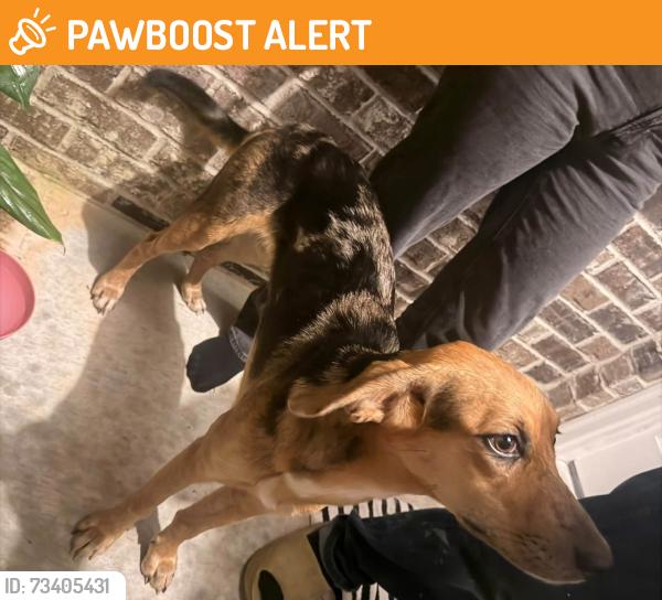 Found/Stray Female Dog last seen East Milton, Shangri La West Rd, Santa Rosa County, FL 32583