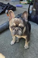 Lost Male Dog last seen Highpoint dr, Snellville, GA 30078