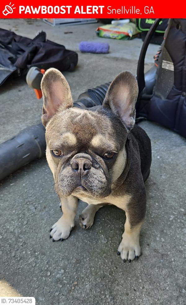 Lost Male Dog last seen Highpoint dr, Snellville, GA 30078