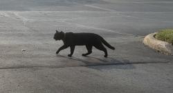 Found/Stray Unknown Cat last seen Brice road & Winchester Pike, Canal Winchester, OH 43110