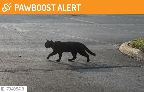 Found/Stray Unknown Cat last seen Brice road & Winchester Pike, Canal Winchester, OH 43110