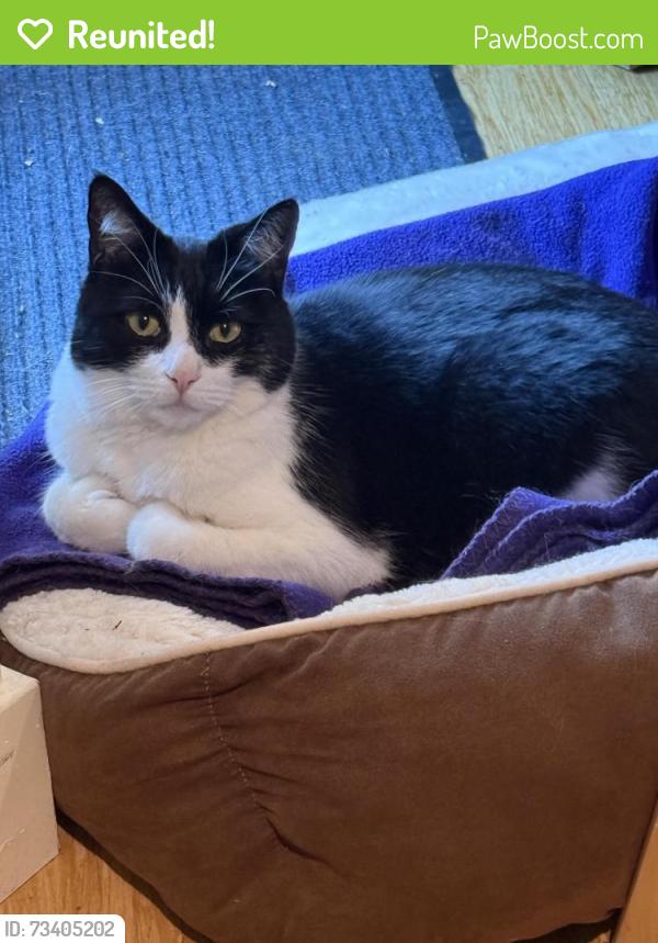Reunited Male Cat last seen Palms Blvd. between Clarington and Jasmine, Los Angeles, CA 90034