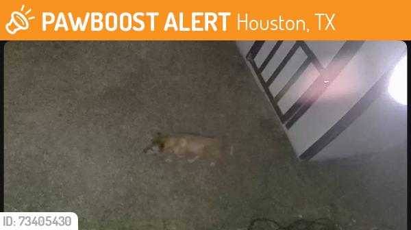 Found/Stray Male Dog last seen Gripper Way, Houston, TX 77073