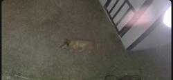Found/Stray Male Dog last seen Gripper Way, Houston, TX 77073