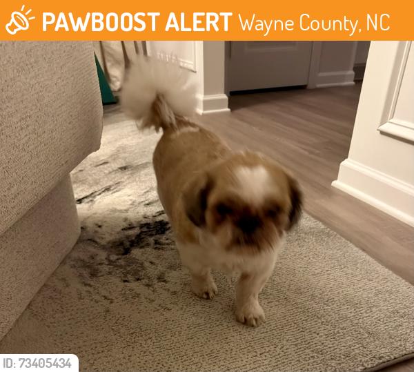 Found/Stray Male Dog last seen Lane tree golf community, Wayne County, NC 27530