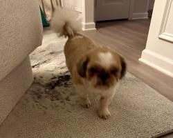 Found/Stray Male Dog last seen Lane tree golf community, Wayne County, NC 27530