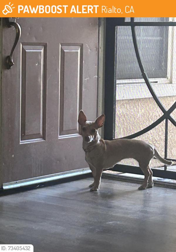 Found/Stray Female Dog last seen Baseline and campher, Rialto, CA 92376