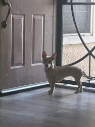 Found/Stray Female Dog last seen Baseline and campher, Rialto, CA 92376