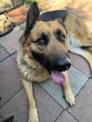 Reunited Female Dog last seen Washington blvd & sunset, Pasadena, CA 91103