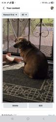 Reunited Female Dog last seen Tracy blvd, Tracy, CA 95376