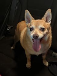 Found/Stray Male Dog last seen 26th st huntington wv, Huntington, WV 25703