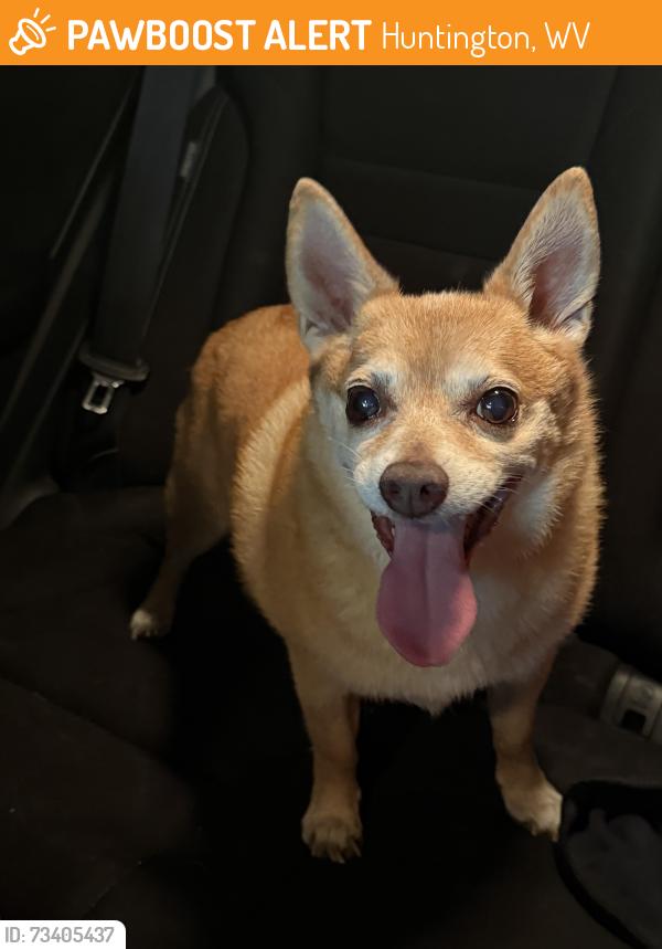 Found/Stray Male Dog last seen 26th st huntington wv, Huntington, WV 25703