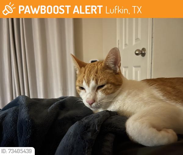 Found/Stray Male Cat last seen Parking lot of 1221 Abney Ave, Lufkin, Lufkin, TX 75904