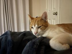 Found/Stray Male Cat last seen Parking lot of 1221 Abney Ave, Lufkin, Lufkin, TX 75904