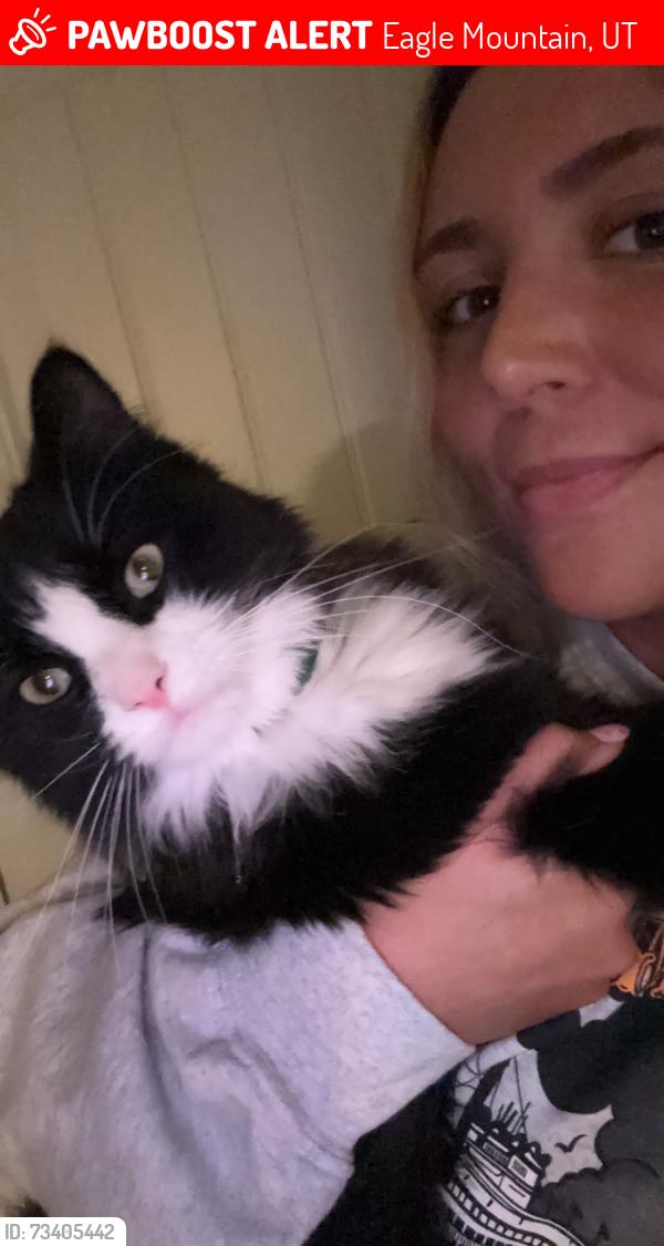 Lost Male Cat last seen Parkway fields Lennar homes Eagle mountain, Eagle Mountain, UT 84005