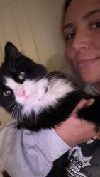 Lost Male Cat last seen Parkway fields Lennar homes Eagle mountain, Eagle Mountain, UT 84005