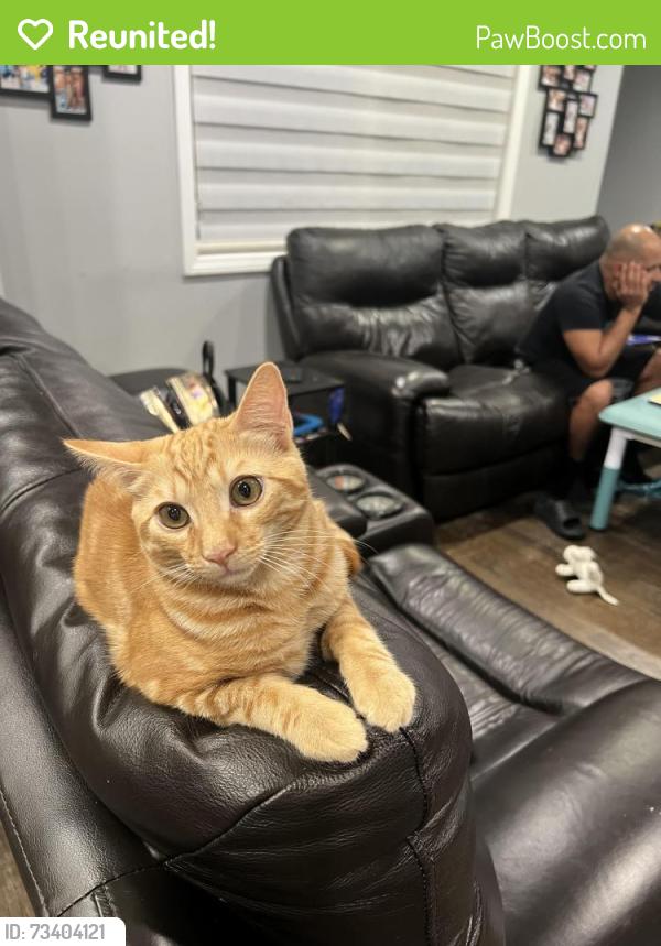 Reunited Male Cat last seen Alondra blvd & Dalmatian Ave, La Mirada, CA 90638